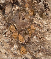 Macronycteris vittatus