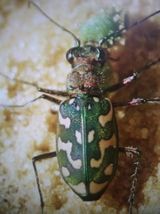 Lophyra flexuosa sardea