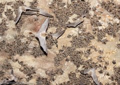 Miniopterus natalensis