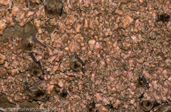 Miniopterus natalensis