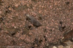 Miniopterus natalensis