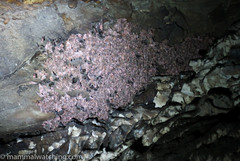 Miniopterus natalensis