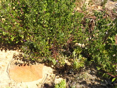 Barleria obtusa