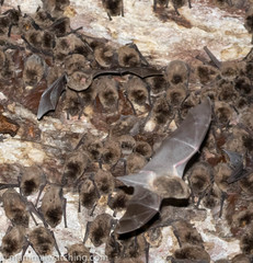 Miniopterus natalensis