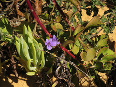 Barleria obtusa