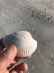 Anadara secticostata