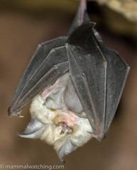 Rhinolophus darlingi