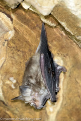 Rhinolophus darlingi