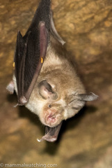 Rhinolophus denti