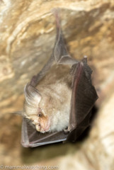 Rhinolophus denti