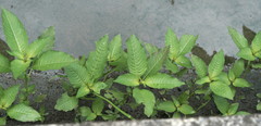Ludwigia erecta