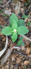 Rubiaceae