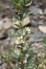 Lespedeza daurica
