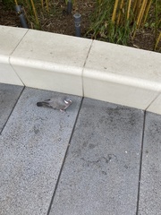 Columba palumbus