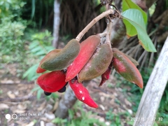 Sterculia rubiginosa