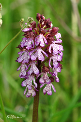 Orchis purpurea
