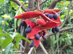 Sterculia rubiginosa