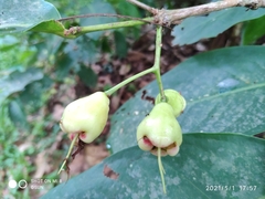 Syzygium aqueum