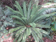 Encephalartos natalensis