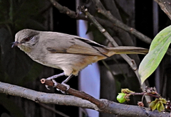 Pycnonotus blanfordi