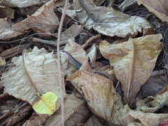 Trachylepis