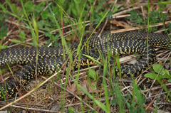 Hierophis viridiflavus