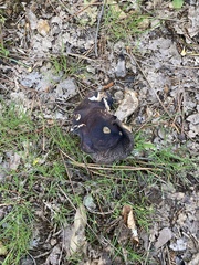 Craterellus cornucopioides