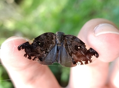 Ricania speculum