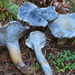 Little Blue Polypore - Photo (c) Christian Schwarz, some rights reserved (CC BY-NC), uploaded by Christian Schwarz