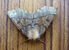 Odontopera bidentata