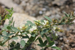 Lespedeza daurica