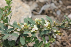 Lespedeza daurica