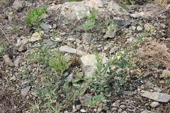 Lespedeza daurica