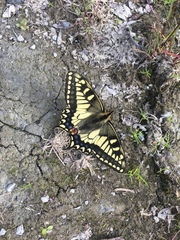 Papilio machaon aliaska
