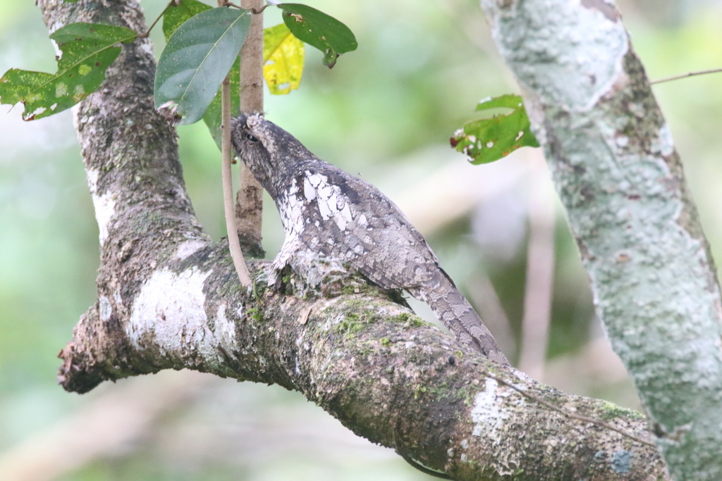 Sunda Frogmouth
