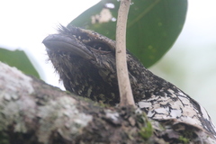 Sunda Frogmouth photo 3