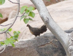 Galloperdix lunulata