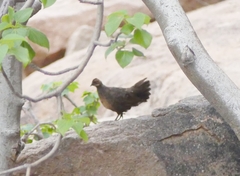 Galloperdix lunulata