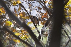 Aegithalos glaucogularis