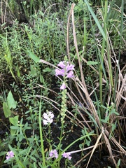 Physostegia intermedia