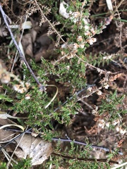Ericeae