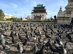 Columba livia domestica