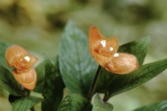 Palicourea granvillei