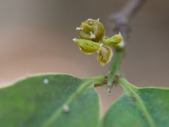 Salacia chinensis