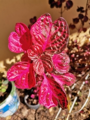 Iresine diffusa herbstii