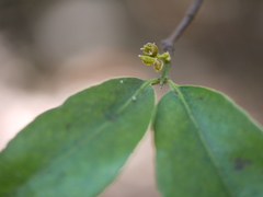 Salacia chinensis