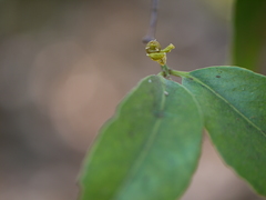 Salacia chinensis