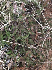 Ericeae