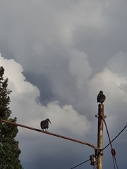 Bostrychia hagedash hagedash