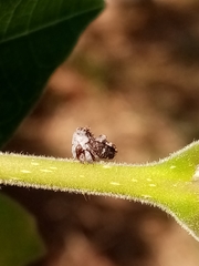 Notocera bituberculata